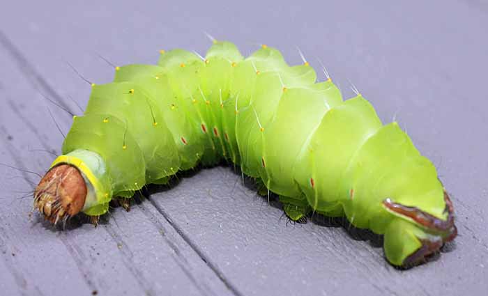 CaterpillafGR.jpg