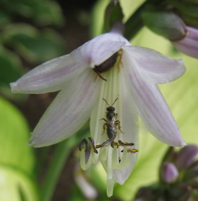 'Janet' - single flower and friend - July 24