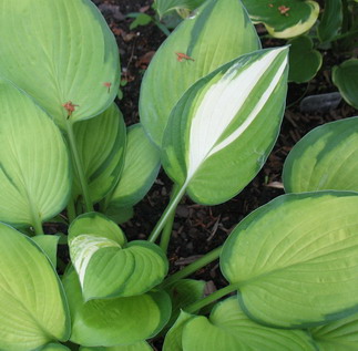 'Janet' sport in June before it was separated