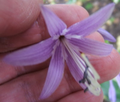 'Harpoon' bloom Aug. 23