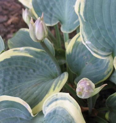 'Frosted Dimples' buds  - July 15