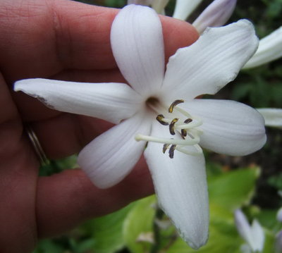 'Fragrant Bouquet' single flower- Aug 23