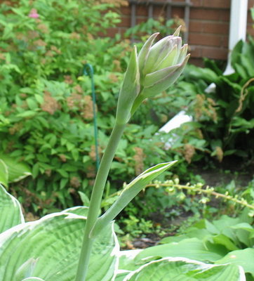 'Francee' bud - July 18