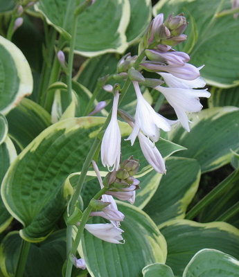 'Fortunei Aureomarginata' bloom - July 15