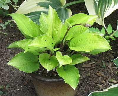 'Fire Island' - August 3 - a smaller division I have in a pot. Put this pot on the darker patio while I was away in early October and when I returned, it had greened up so much I didn't recognize it.