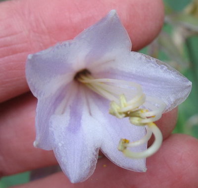 'Déjà Blu' flower - July 24