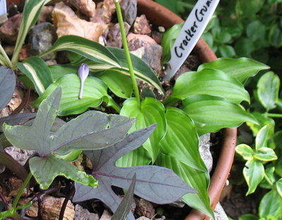 'Cracker Crumbs' - another division in a pot - Aug. 3