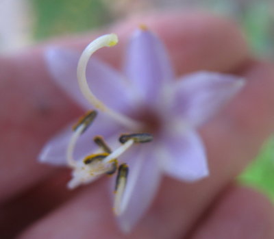 'Cracker Crumbs' flower - July 24