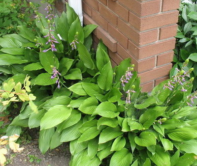 H. clausa var. clausa - one of my clumps in early August