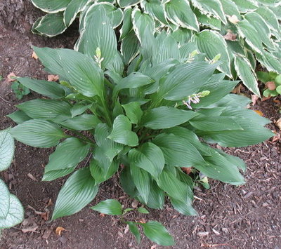 H. clausa var. clausa - Aug 9 Another clump which is quite happy in the DRY, shady spot between my driveway and a Linden tree. It also behaves here. You see one rhizome spreading out, but the conditions keep it in check.