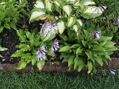 clausa normalis (right) with seed pods  --  8/9/2011  --  with Get Nekkid (left) and Lakeside Love Affair (center)