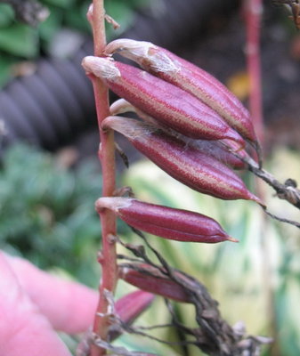 'Cherry Berry' pods - Aug. 27