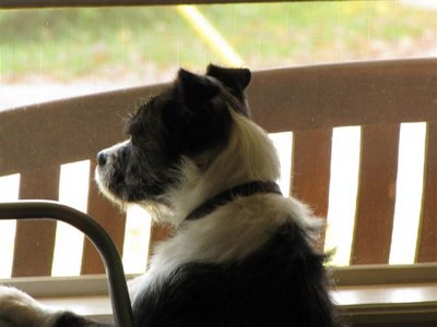 Watching Daddy leave.... (Small).JPG