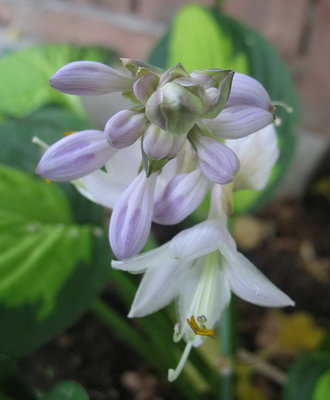 'Captain Kirk' bloom - July 29