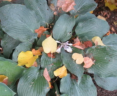 'Blue Wedgwood' bloom Aug 3.