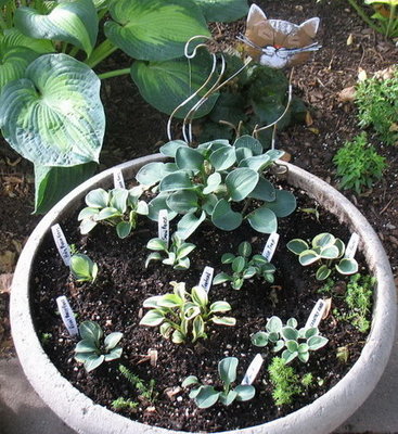 my MOUSE garden, July 18