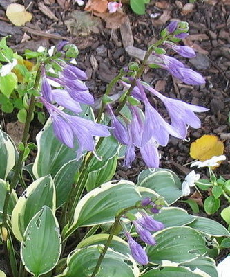 'Bell Ringer' bloom - Aug. 9