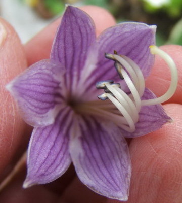 'Bell Ringer' flower - Aug. 23