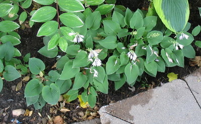 'Blue Cadet' border - July 18