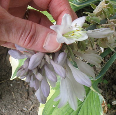 'Aristocrat' bloom - Aug. 9