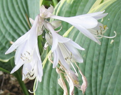 'Alligator Shoes' bloom - Aug. 9