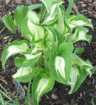 'Allegan Fog' - May 20 just after emerging. Note how white the leaf centres are.