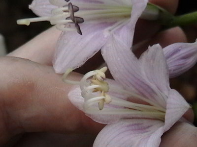 Royal Tiara sport on top and Gold Edger on bottom --  6/19/2011