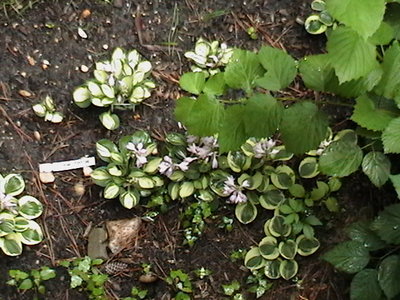 Group shot - 6/28/2011 - Holy Mouse Ears and Frosted Mouse Ears with Royal ME in the middle (hard to see with the Arrowwood leaves) and a One Iota on the left edge