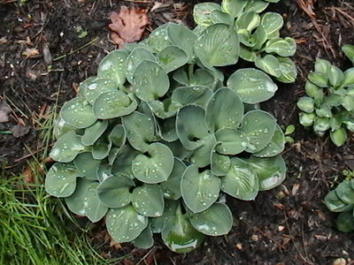 Blue Mouse Ears - 5/18/2011