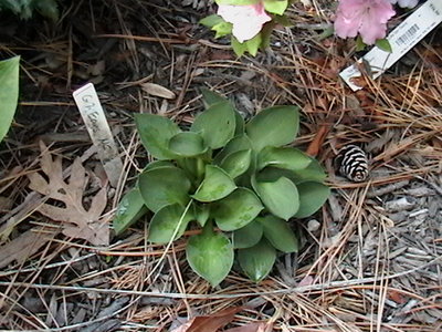 Green Mouse Ears - 5/7/2011