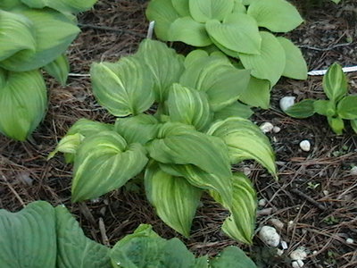 Early season - Savannah Supreme - April 29, 2011 - with a small Whoopee on the right