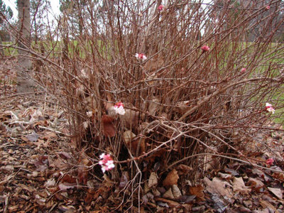 Viburnum Carlesii 006.jpg