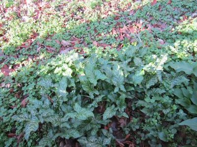 Arum Itallicum.jpg