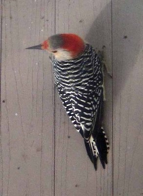 Red-belliedWoodpecker.jpg