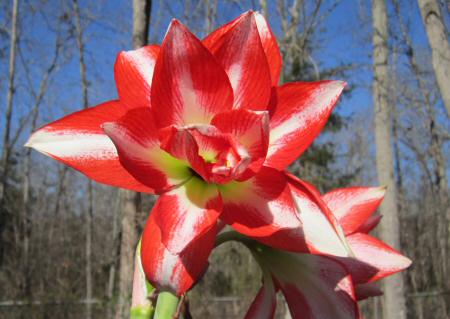 January 5 - Amaaryllis - full bloom.jpg