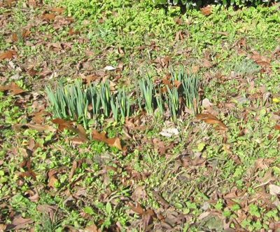 1-25-12 Dafodills - B showing heads.jpg