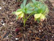 The 4th of July one that the post is about.  Has new buds coming up from the soil, while still blooming from the fall.