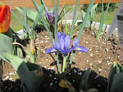 New Tulip - New Crocus.jpg