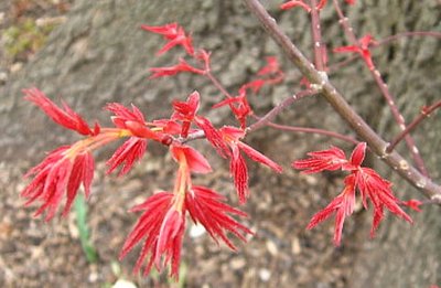 Chioshio Improved showing off in its second year here