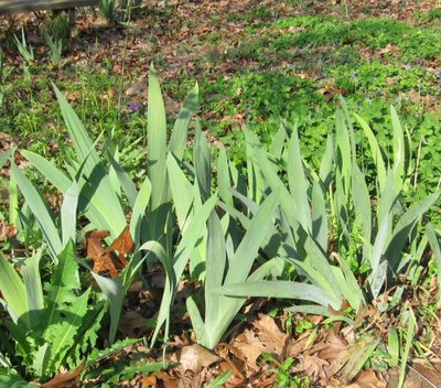 19 Mafrch 2012 - Iris Leaves.jpg