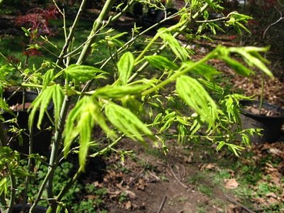 Shidava Gold showing off her flourescent leaves