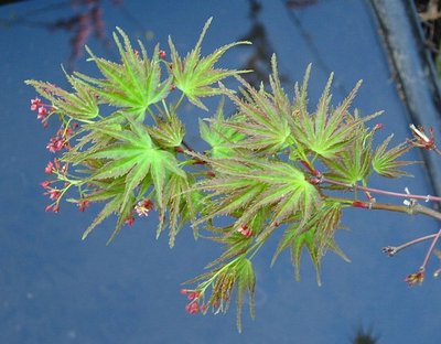 Kamagata  (Eagle's Claw maple)