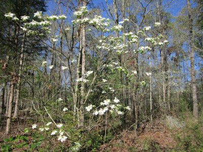 27-M-2 Dogwood.jpg