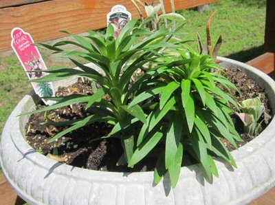 4-4- 2012  New Liliums.jpg