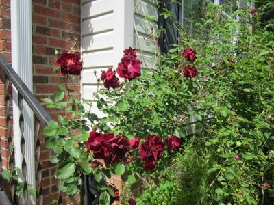 4-17-Front Rose bush.jpg