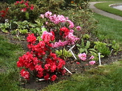 Front lawn garden - Azalea and Hosta