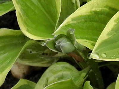 Lakeside Nanita in bud - not forced - in my front garden with the Azaleas