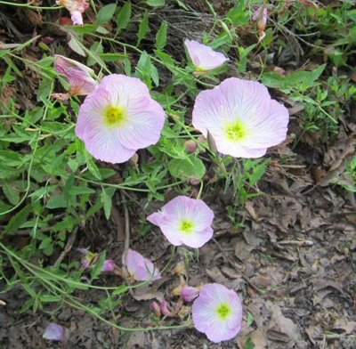 5-2-2012 -HAL-Missouri Primrose (2).jpg