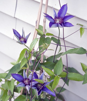 This pic shows the flowers and growth habit -- also the large leaves.