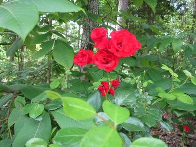 Red Rose- Drvwy- HA17 May.jpg